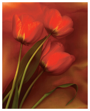 Tulip Fiesta In Red And Yellow Ii by Richard Sutton Pricing Limited Edition Print image