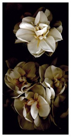 White Flowers Delight Ii by Richard Sutton Pricing Limited Edition Print image