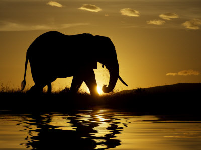 African Elephant by Scott Stulberg Pricing Limited Edition Print image