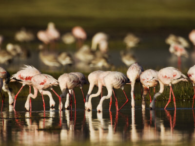 African Flamingos by Scott Stulberg Pricing Limited Edition Print image