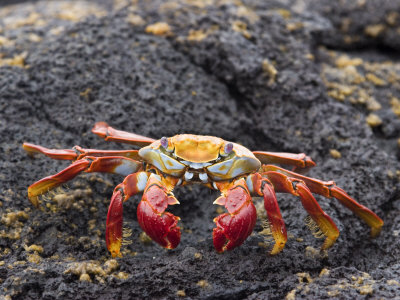 Galapagos Crab by Scott Stulberg Pricing Limited Edition Print image