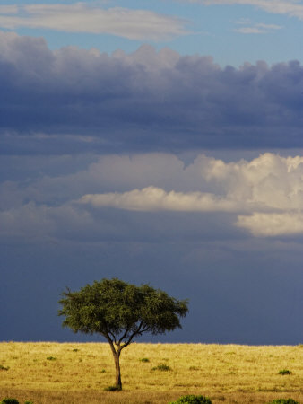 African Tree by Scott Stulberg Pricing Limited Edition Print image