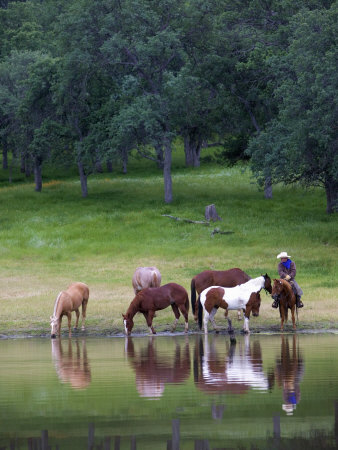 Western Horse by Scott Stulberg Pricing Limited Edition Print image