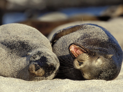 Seal On The Galapagos Beach by Scott Stulberg Pricing Limited Edition Print image