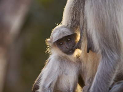 Young Monkey Near Mother by Scott Stulberg Pricing Limited Edition Print image