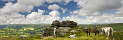 Dartmoor Ponies Grazing Near Chinkwell Tor, Dartmoor National Park, Devon, England, United Kingdom by Adam Burton Pricing Limited Edition Print image