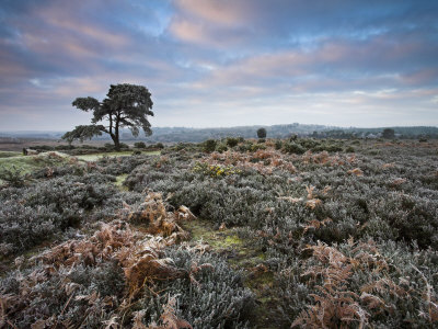 Hoar Frost During Winter In The New Forest, Hampshire, England, United Kingdom, Europe by Adam Burton Pricing Limited Edition Print image