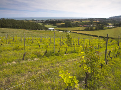 Adgestone Vineyard, Adgestone, Isle Of Wight, England, United Kingdom, Europe by Adam Burton Pricing Limited Edition Print image