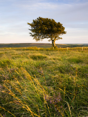 Alderman's Barrow Allotment, Exmoor National Park, Somerset, England, United Kingdom, Europe by Adam Burton Pricing Limited Edition Print image