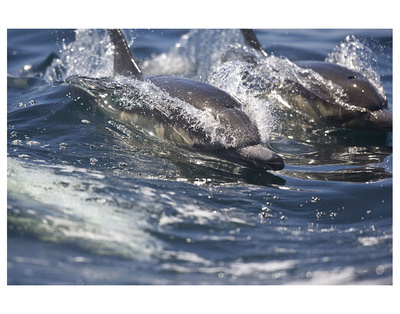 Dolphins In The Wake by Steve Munch Pricing Limited Edition Print image