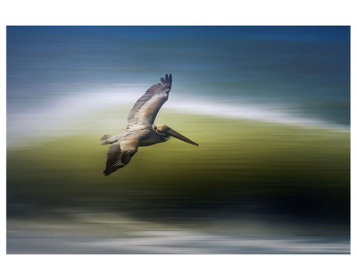 Pelican In Flight by Steve Munch Pricing Limited Edition Print image