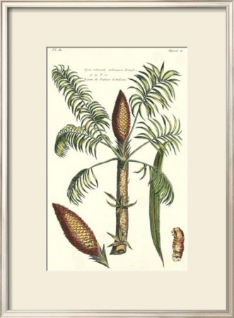 Exotic Palm Iv by Pierre-Joseph Buchoz Pricing Limited Edition Print image