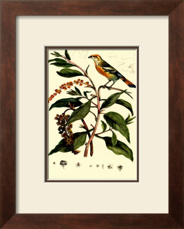 Bird In Nature I by E. Guerin Pricing Limited Edition Print image