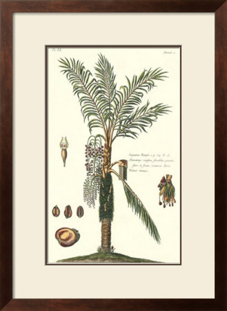 Exotic Palm Vi by Pierre-Joseph Buchoz Pricing Limited Edition Print image