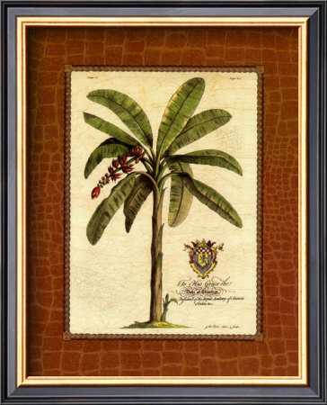 Banana Palm by Georg Dionysius Ehret Pricing Limited Edition Print image