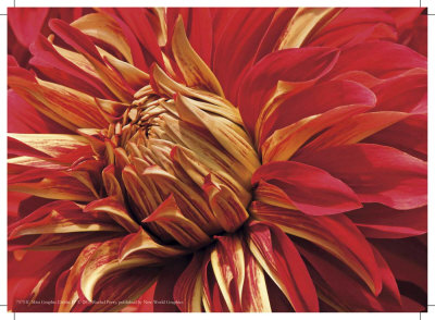 Mini Graphic Dahlia Iv by Rachel Perry Pricing Limited Edition Print image