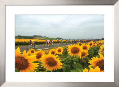 Tour De France 2005, Sunflowers by Graham Watson Pricing Limited Edition Print image