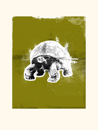 Graf Tortoise by Tim Andrew Pricing Limited Edition Print image