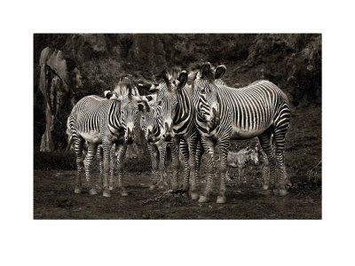 Zebras by Marina Cano Pricing Limited Edition Print image