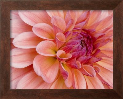 Graphic Dahlia Ii by Rachel Perry Pricing Limited Edition Print image
