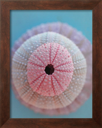 Urchin Windows by Jane Davenport Pricing Limited Edition Print image