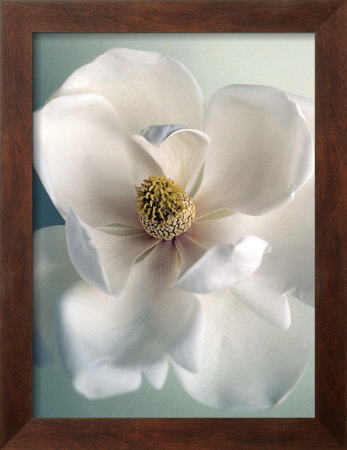 White Magnolias by Ann Cutting Pricing Limited Edition Print image