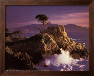 Lone Cypress by Mark Henderson Pricing Limited Edition Print image