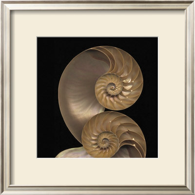 Sepia Nautilus I by Robert Creamer Pricing Limited Edition Print image