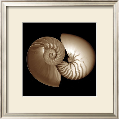 Sepia Nautilus Ii by Robert Creamer Pricing Limited Edition Print image