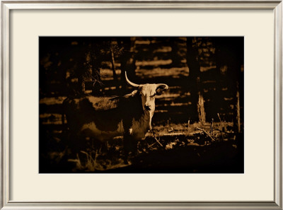 Western Bull by Jim Tunell Pricing Limited Edition Print image