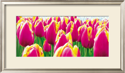 Tulips by Jan Lens Pricing Limited Edition Print image