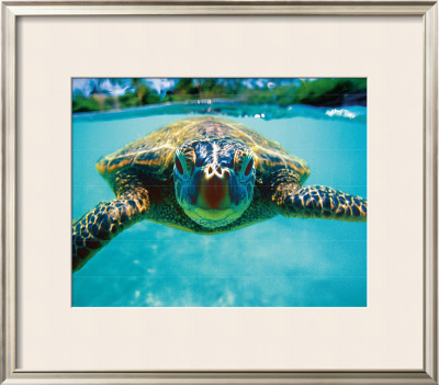 Honu, Turtle by Kirk Lee Aeder Pricing Limited Edition Print image