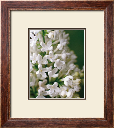 Technicolor Lilac by June Hunter Pricing Limited Edition Print image