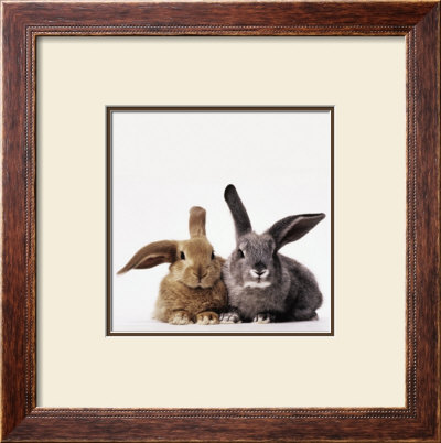Rabbits by Vikki Hart Pricing Limited Edition Print image