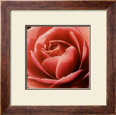 Pink Rose by Rosemary Calvert Pricing Limited Edition Print image