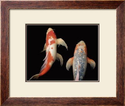 Dancing Koi I by Boyce Watt Pricing Limited Edition Print image