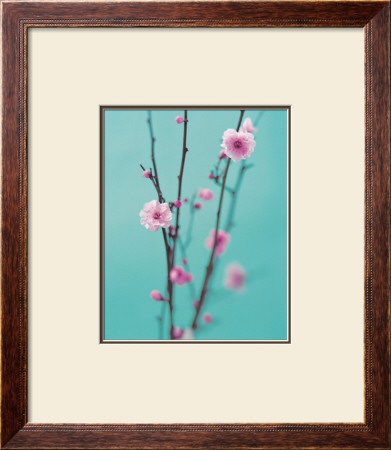 Plum Blossom by Natalie Lane Pricing Limited Edition Print image