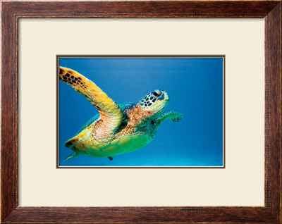 Green Sea Turtle by Theresa Young Pricing Limited Edition Print image