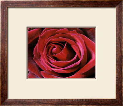 Rose by Christian Sarramon Pricing Limited Edition Print image