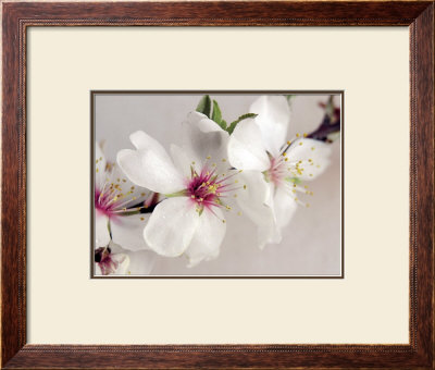 Bouquet De Fleurs D'amandier by Amelie Vuillon Pricing Limited Edition Print image