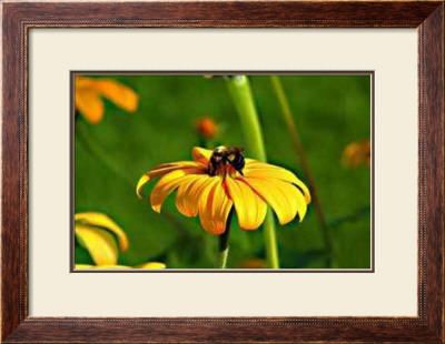 Bee Daisy by Bruce Morrow Pricing Limited Edition Print image