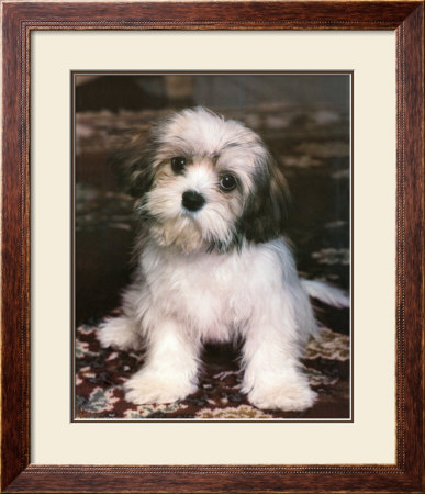 Fluffy The Puppy by Ron Kimball Pricing Limited Edition Print image
