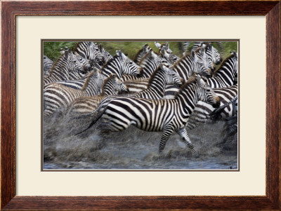Running Zebras by Andy Biggs Pricing Limited Edition Print image