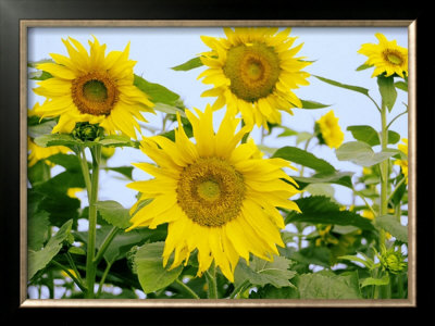 Sunflower Family by Dave Palmer Pricing Limited Edition Print image