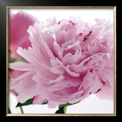 Peony by Andrea Tilk Pricing Limited Edition Print image