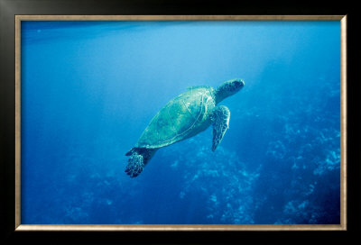 Green Sea Turtle by Ron Dahlquist Pricing Limited Edition Print image