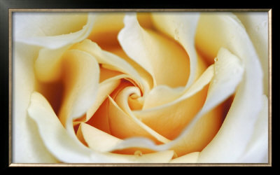 Rose Study by Joson Pricing Limited Edition Print image