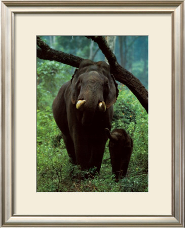 Asian Elephant by Konrad Wothe Pricing Limited Edition Print image