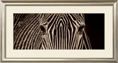 Zebra Grevy by Marina Cano Pricing Limited Edition Print image