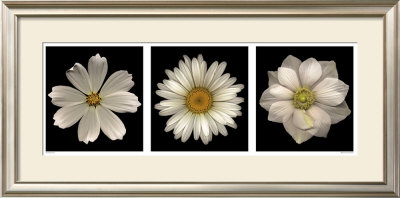 White Summer Flowers by Harold Feinstein Pricing Limited Edition Print image